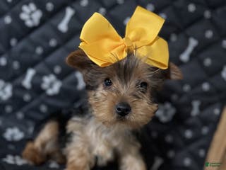 Yorkshire Terrier dogs Yorkshire Terrier Puppy 1 - Ad 36