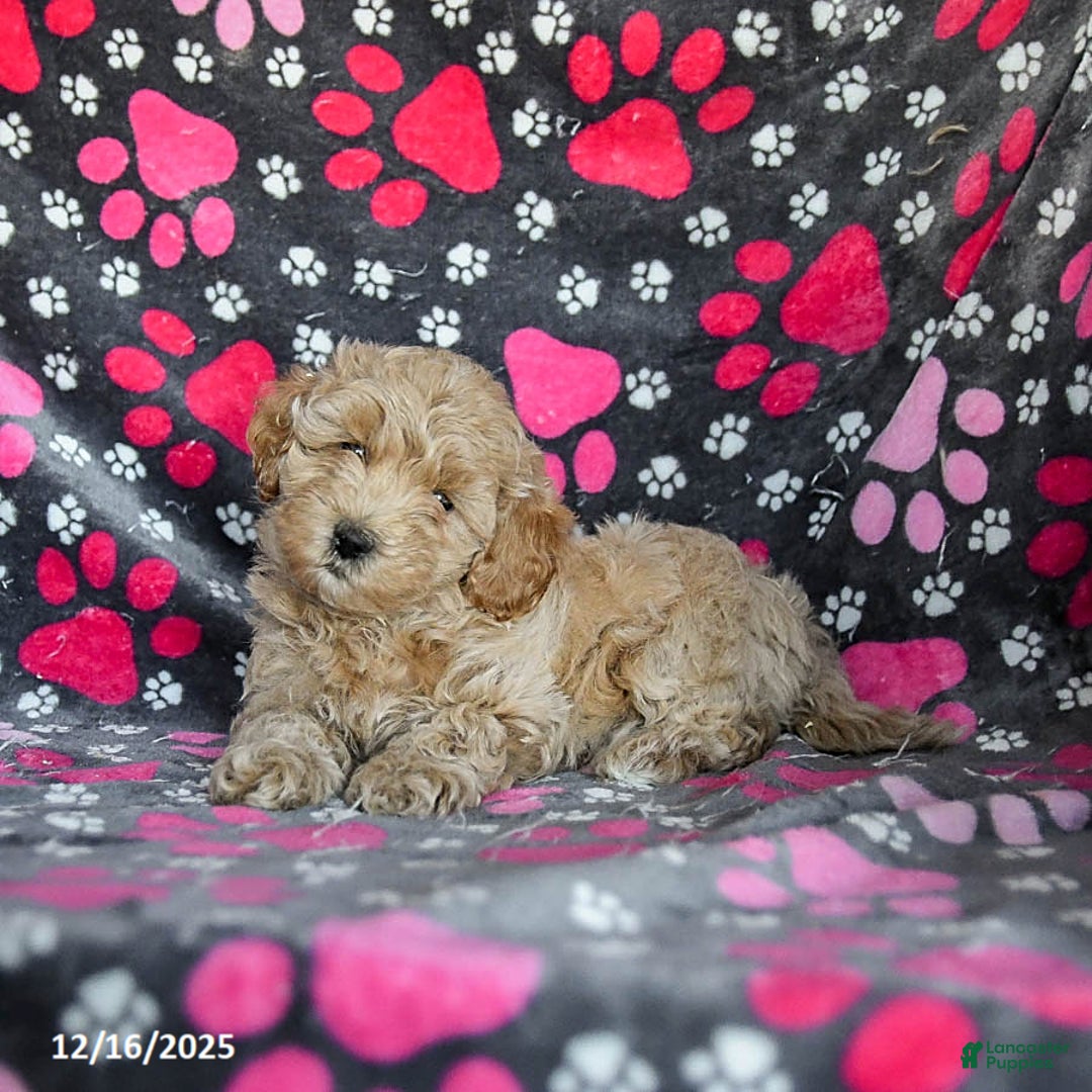 Mixed Breed dogs for sale: Hero - Ad 5