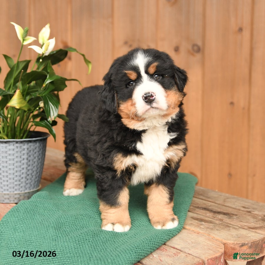 Bernese Mountain Dog dogs Queenie - Ad 2