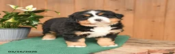 Bernese Mountain Dog dogs for sale: Queenie - Ad 2