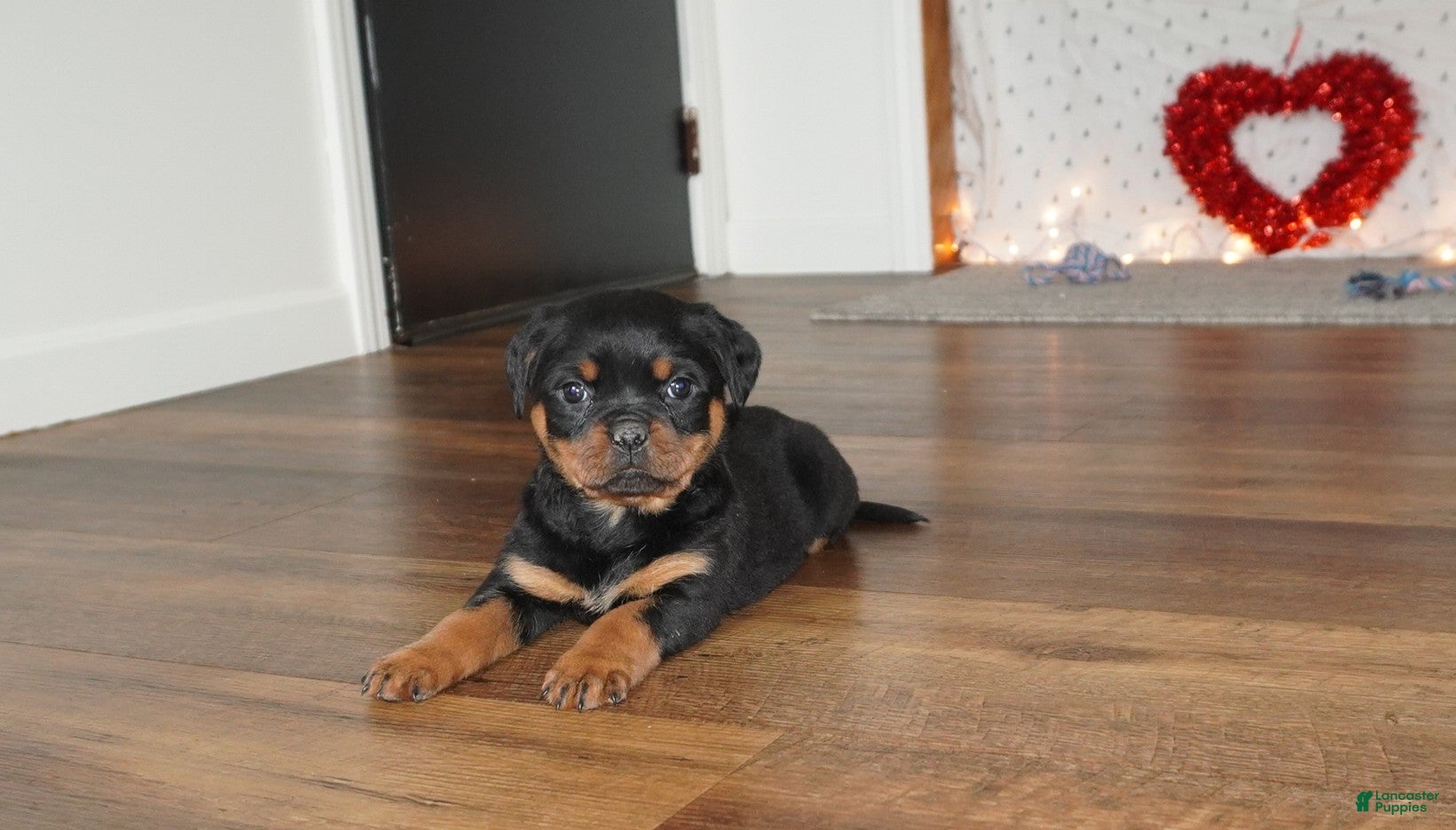 Rottweiler dogs Stella - Ad 16