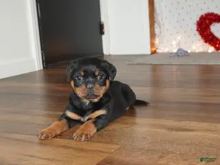 Rottweiler dogs Stella - Ad 16