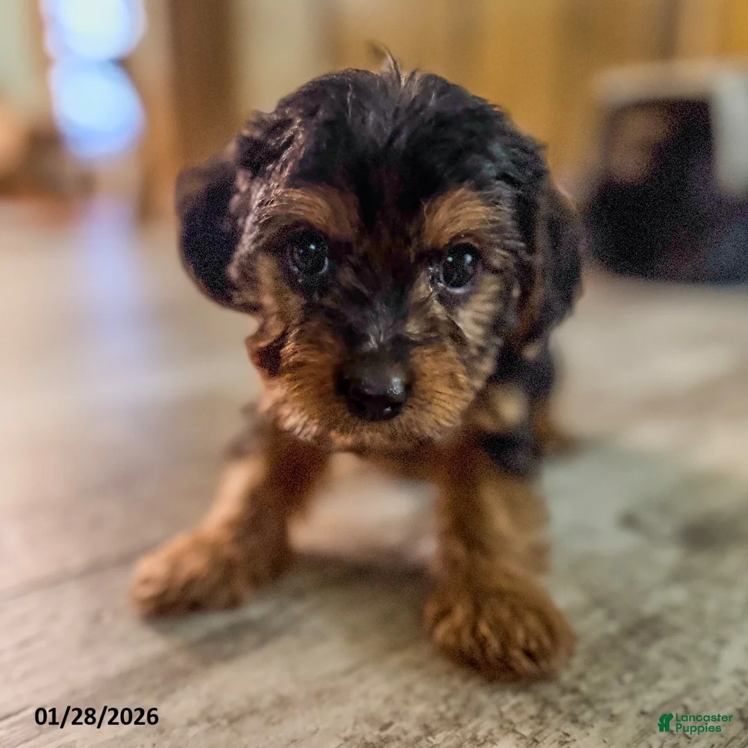 Yorkiepoo dogs for sale: Muffin - Ad 5