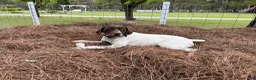 German Shorthaired Pointer dogs for sale: German Shorthaired Pointer (MALE E) - Ad 5