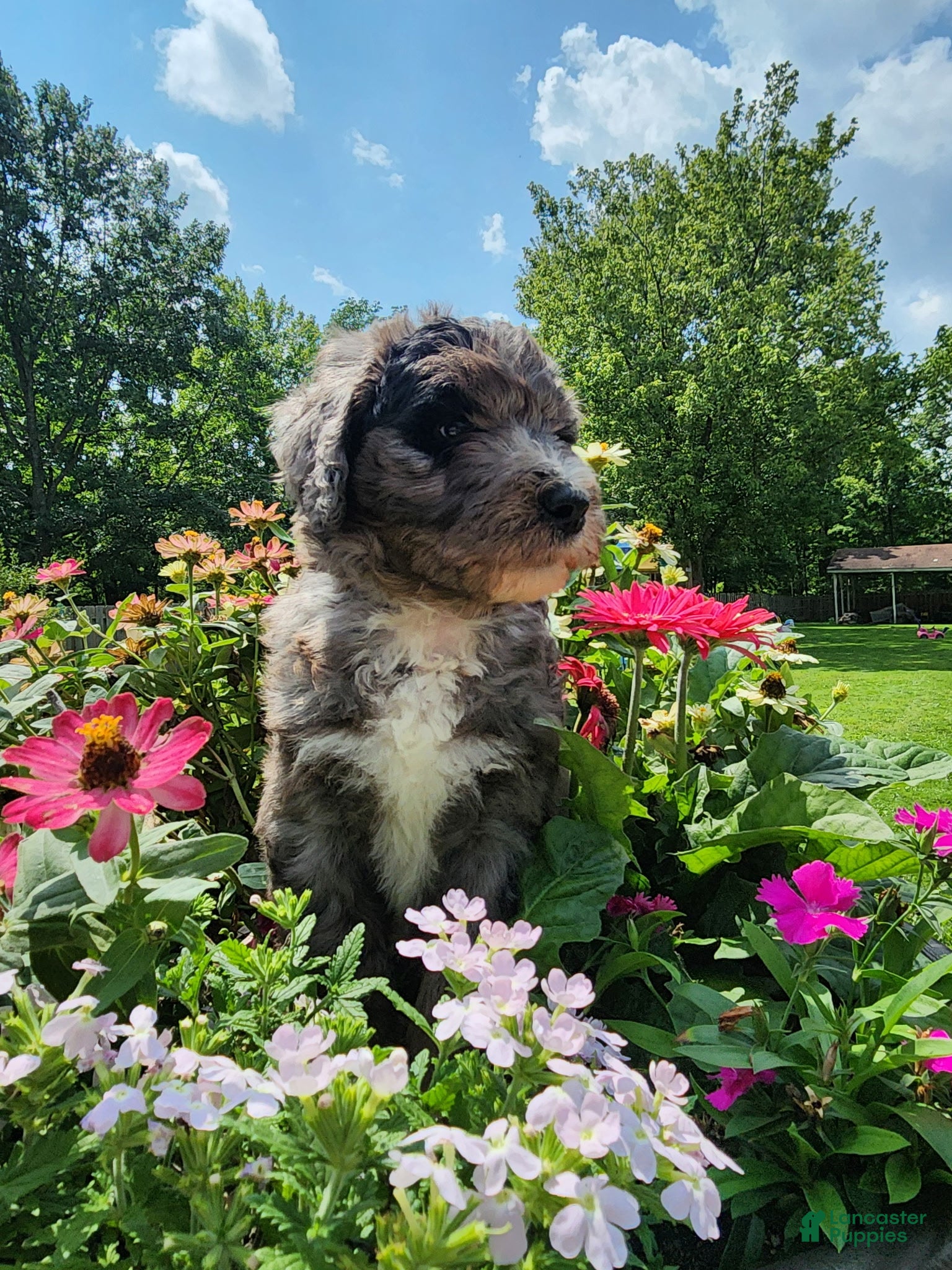 Mini Sheepadoodle dogs Comet - Ad 1