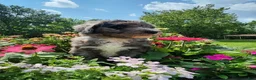 Mini Sheepadoodle dogs for sale: Comet - Ad 1