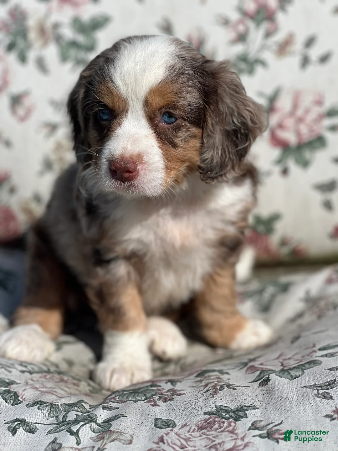Mixed Breed dogs for sale: Winnie - Ad 6