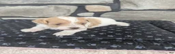 Havapoo dogs for sale: Button F-1B - Ad 11