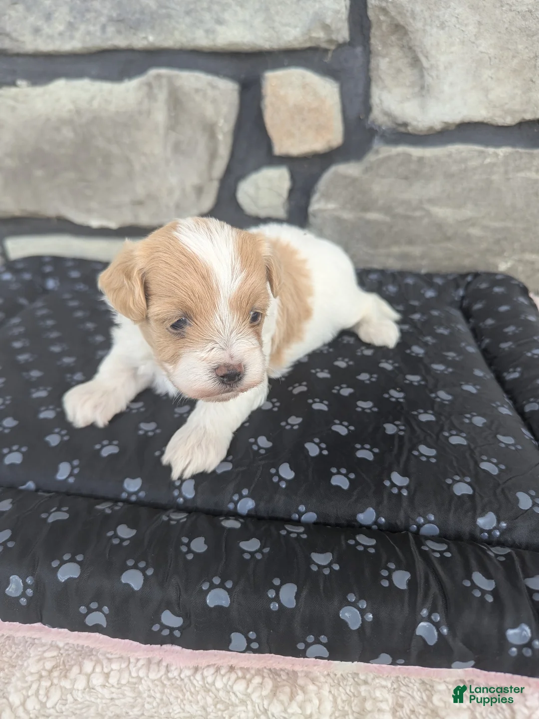 Havapoo dogs for sale: Button F-1B - Ad 11