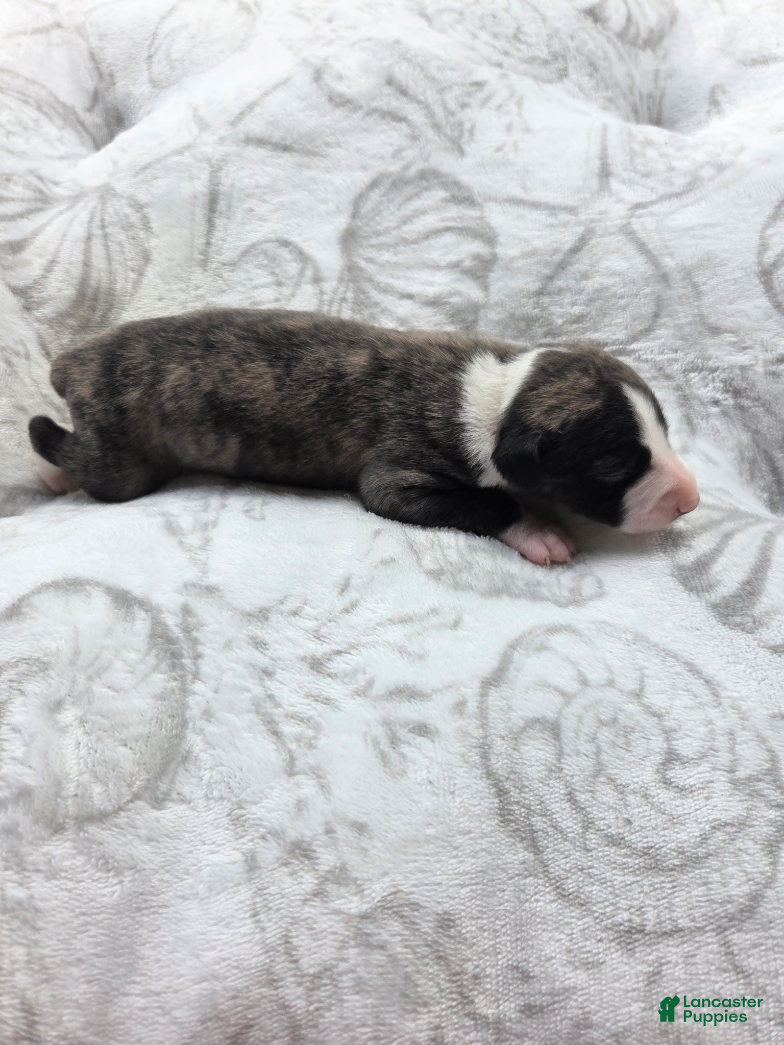 Whippet dogs Boy 5 - Ad 1