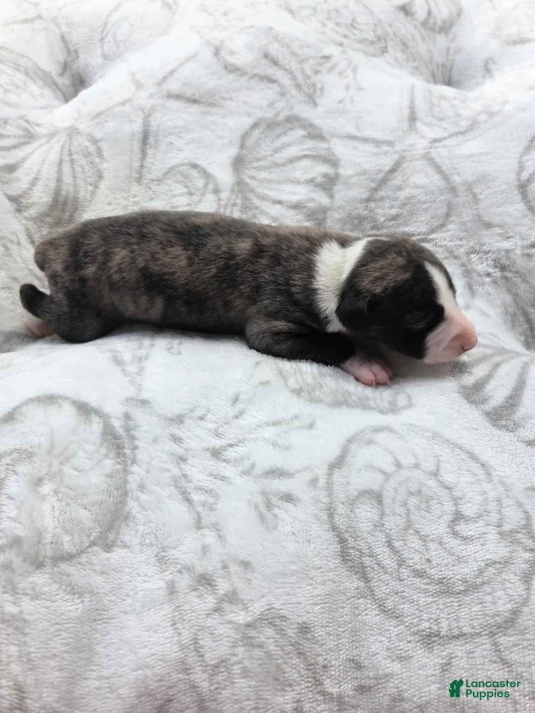 Whippet dogs for sale: Boy 5 - Ad 1