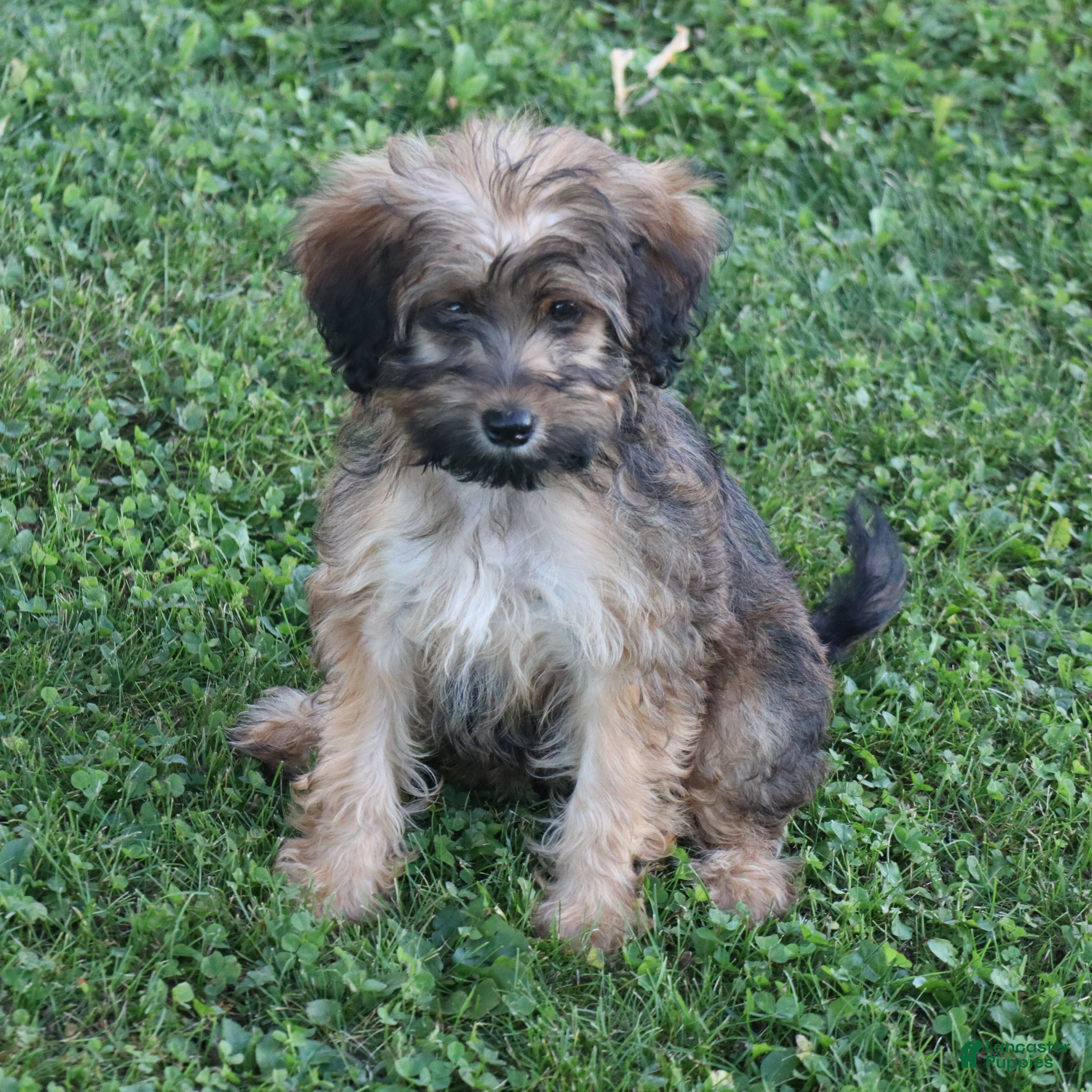 Mini Goldendoodle dogs Charlene - Ad 1