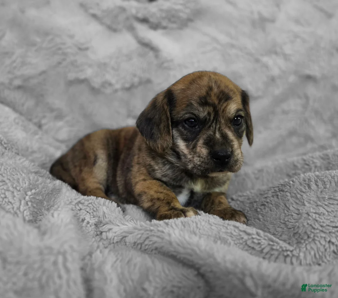 Puggle dogs for sale: Theo - Ad 2