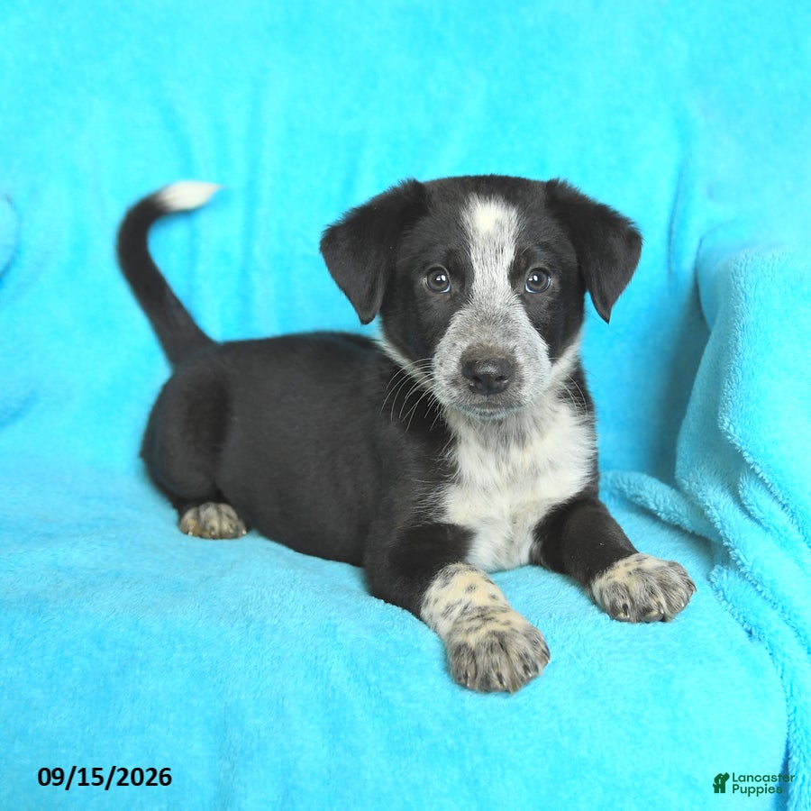 Mixed Breed dogs Jerry - Ad 2