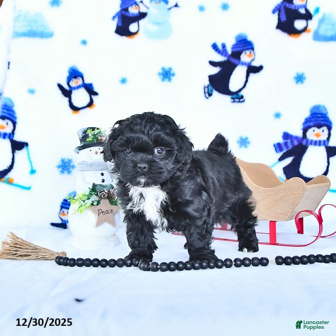 Shihpoo dogs for sale: Jackie - Ad 9