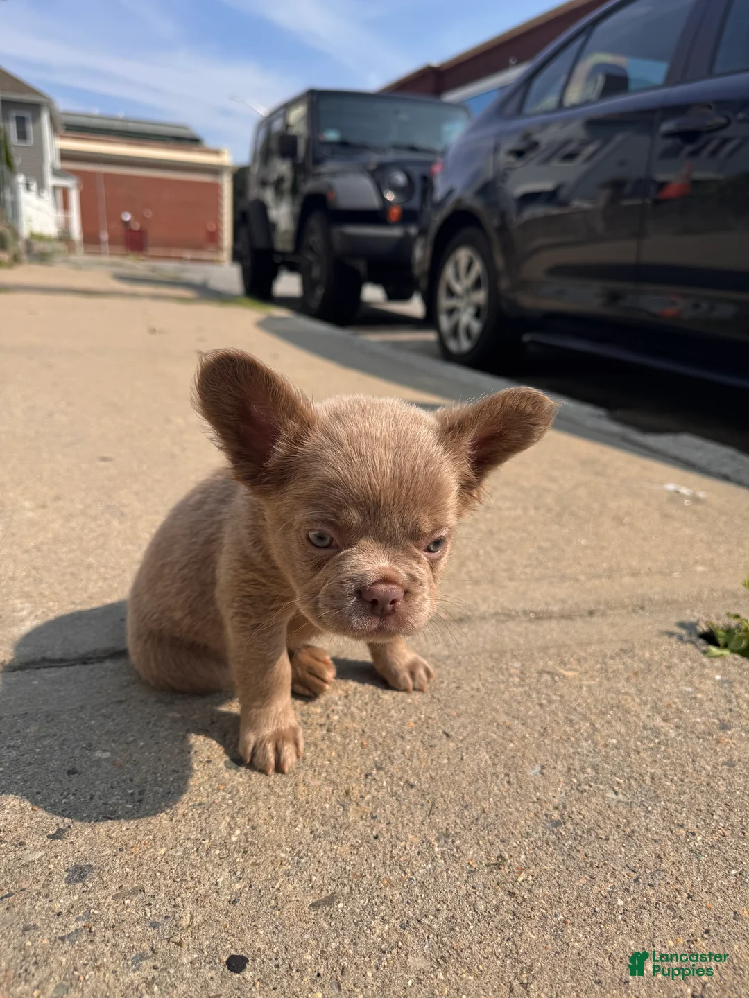 French Bulldog dogs for sale: Bella - Ad 1