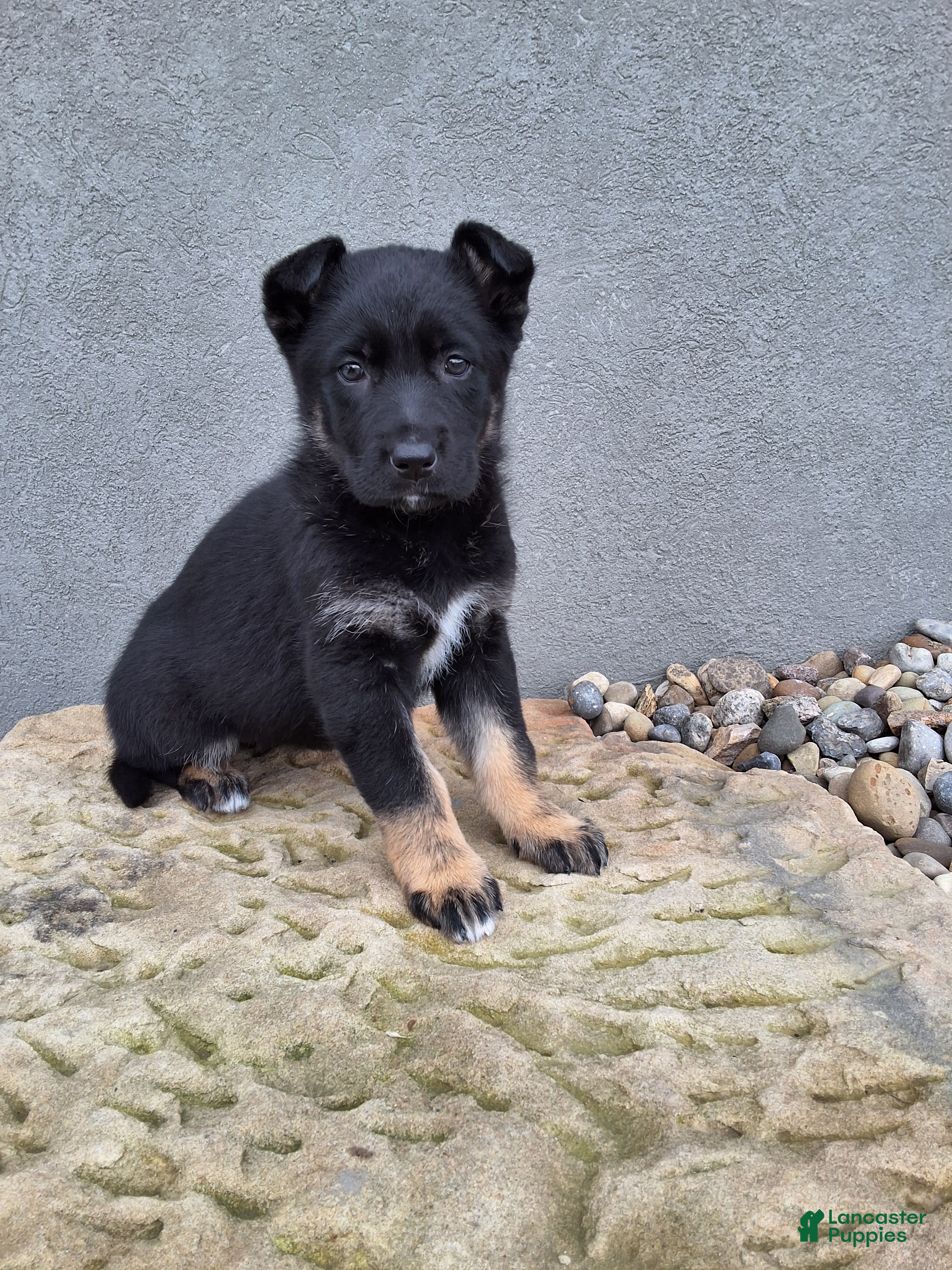 German Shepherd dogs Aria - Ad 1