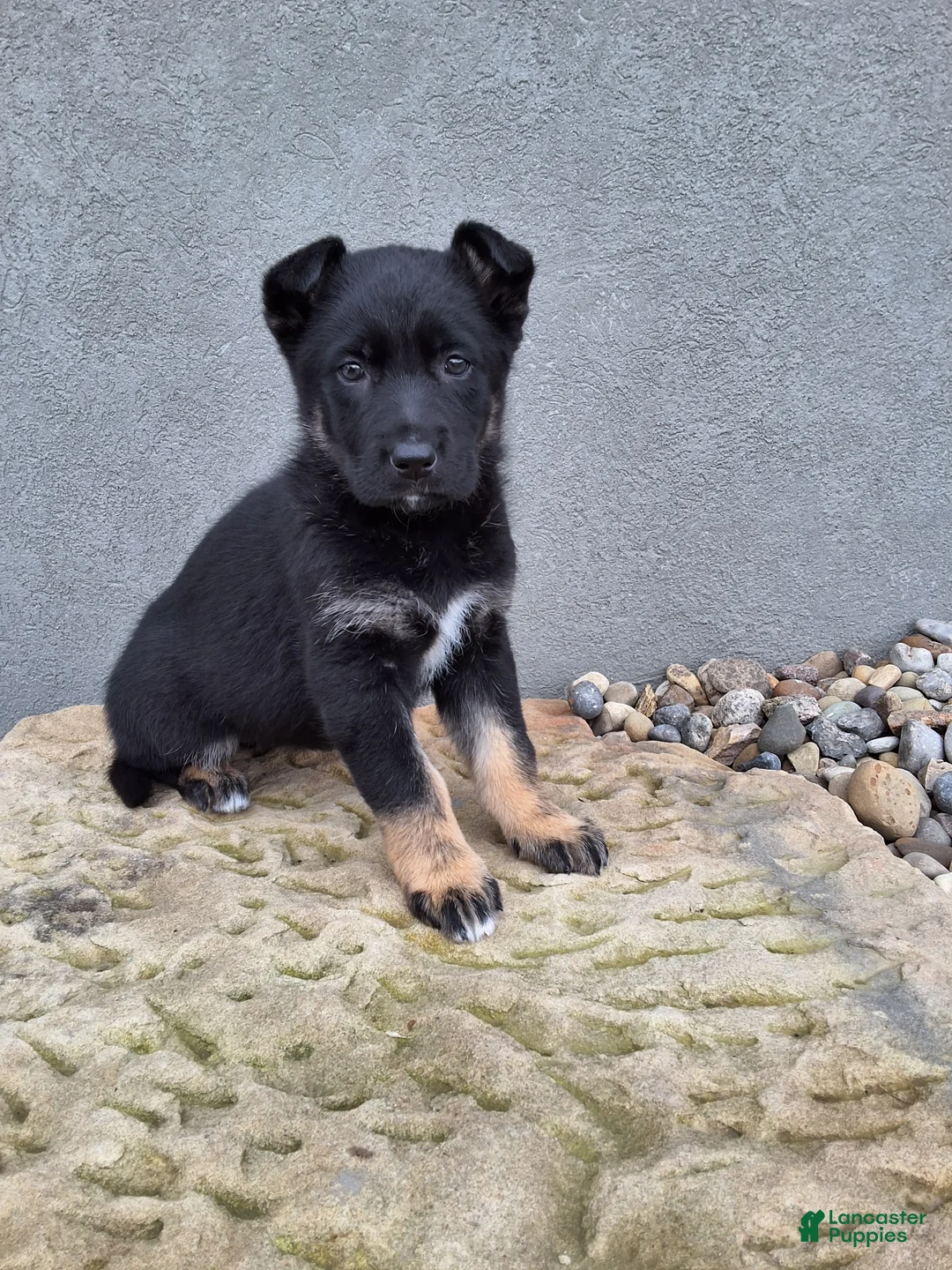 German Shepherd dogs for sale: Aria - Ad 1