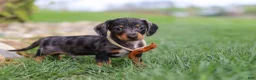 Miniature Dachshund dogs for sale: Leo - Ad 4