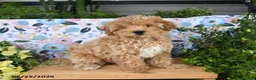 Maltipoo dogs for sale: Janie - Ad 5