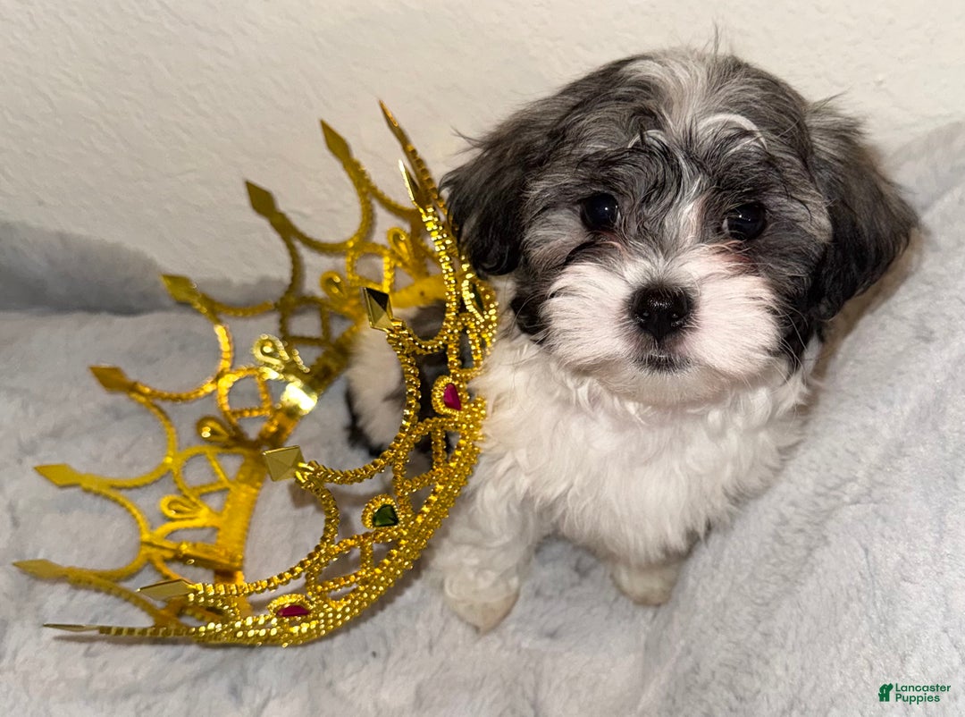 Mixed Breed dogs for sale: Lhatese Breed “Diva” - Ad 8