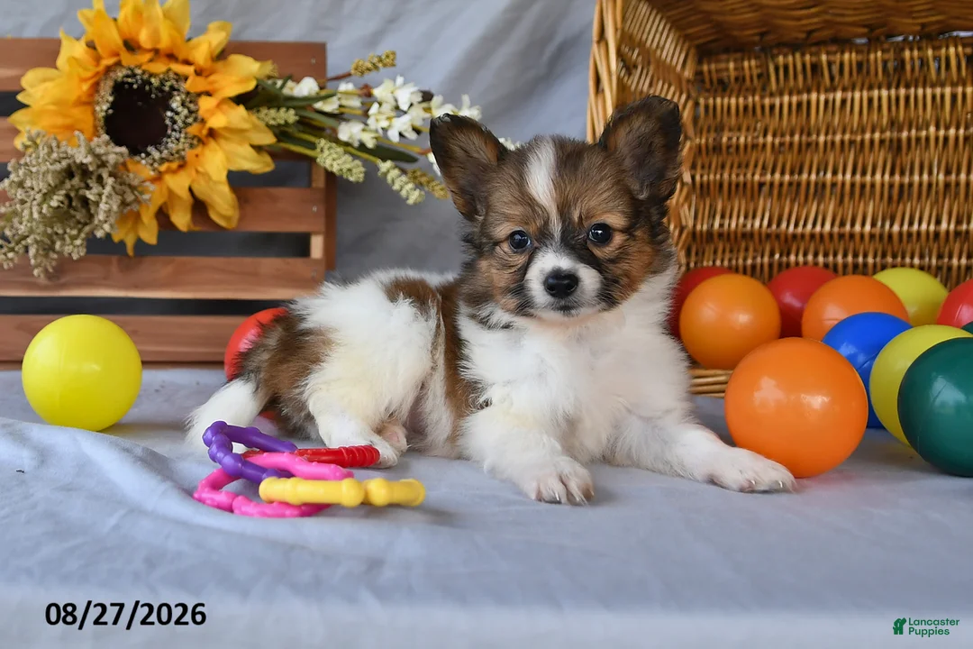 Papillon dogs for sale: Turbo - Ad 2
