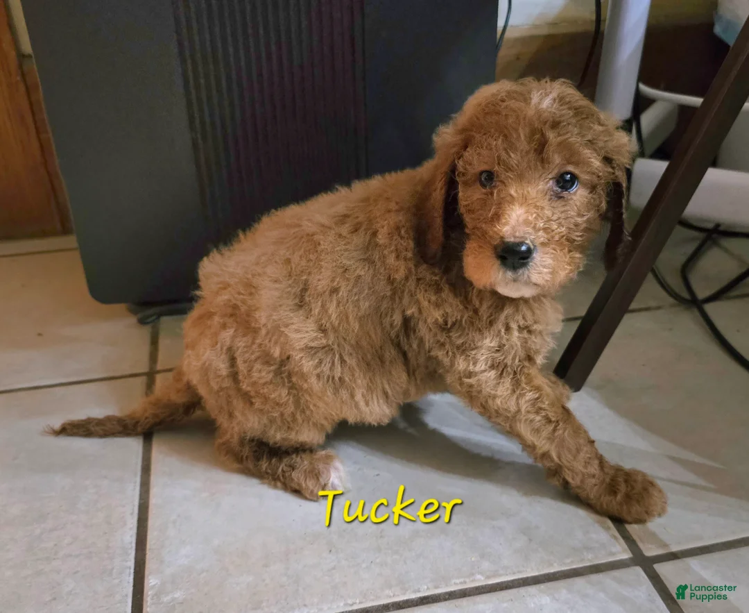 Goldendoodle dogs for sale: Goldendoodle Puppy 1 - Ad 1
