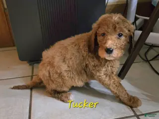 Goldendoodle dogs Goldendoodle Puppy 1 - Ad 34