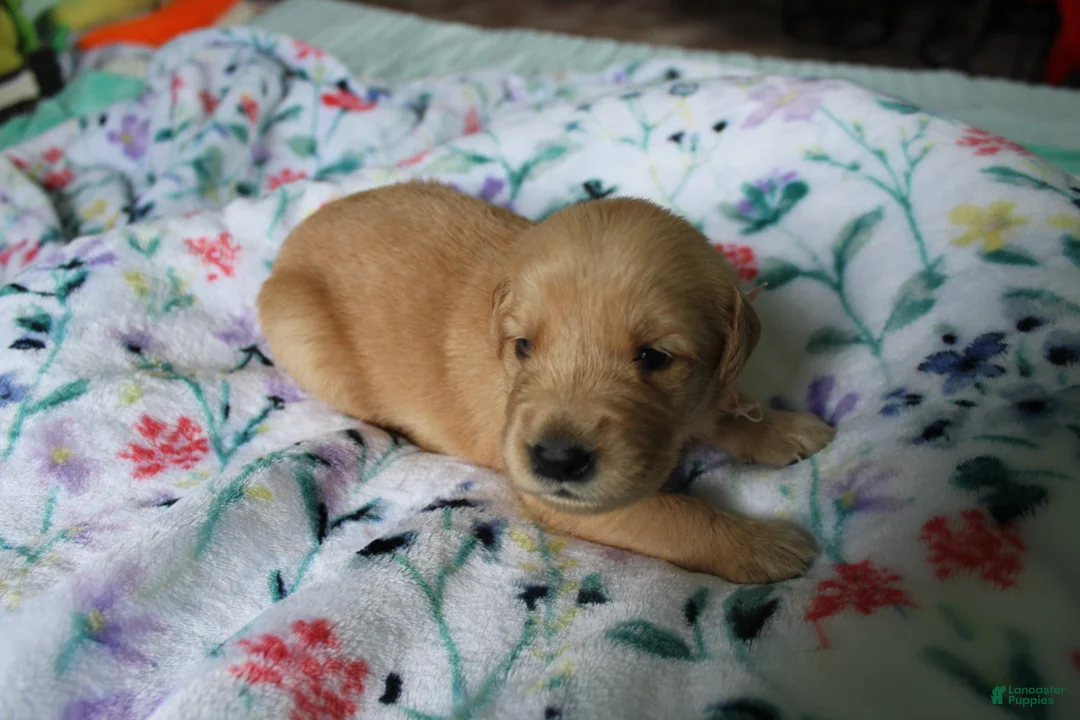 Golden Retriever dogs for sale: Golden Retriever Puppy 3 - Ad 2