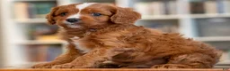 Cavapoo dogs for sale: Marcus - Ad 2