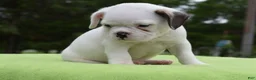 Mixed Breed dogs for sale: Milo f1b Frenchton hybrid  - Ad 18