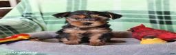 Yorkshire Terrier dogs for sale: Penelope - Ad 5