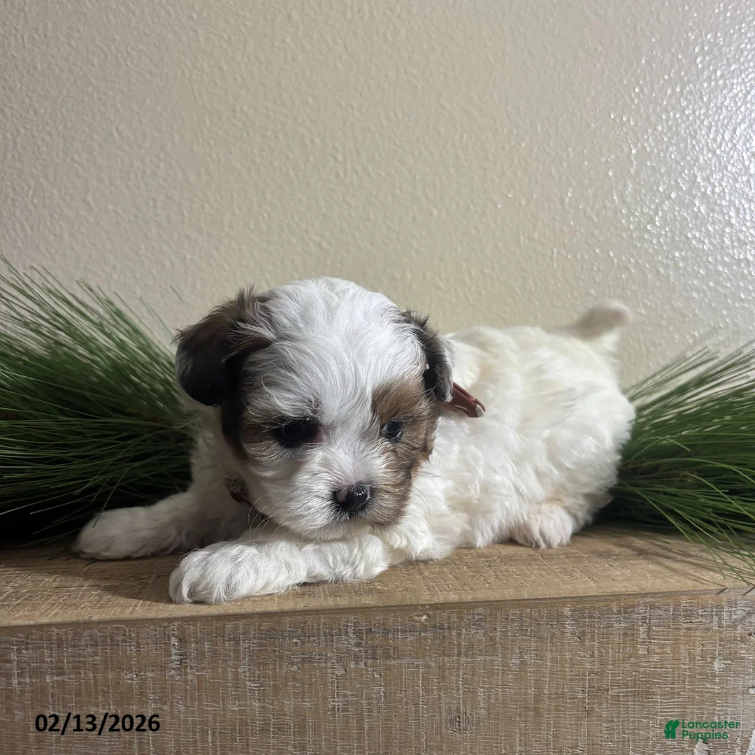 Shihpoo dogs for sale: Ace - Ad 3