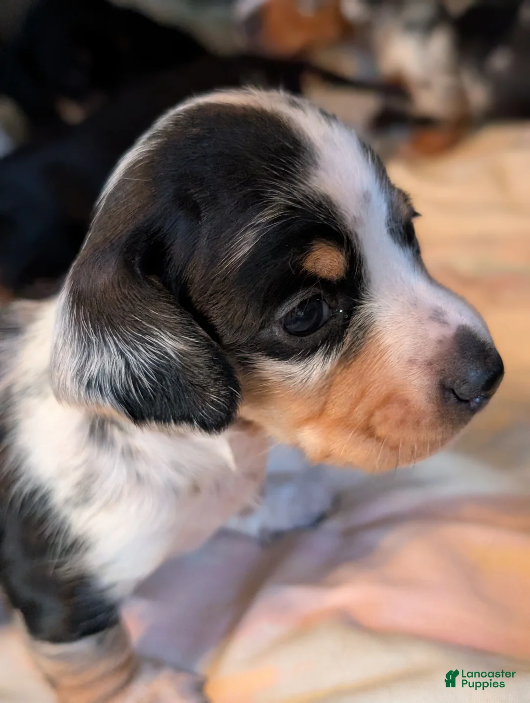 Miniature Dachshund dogs for sale: Miniature Dachshund Puppy 1 - Ad 2