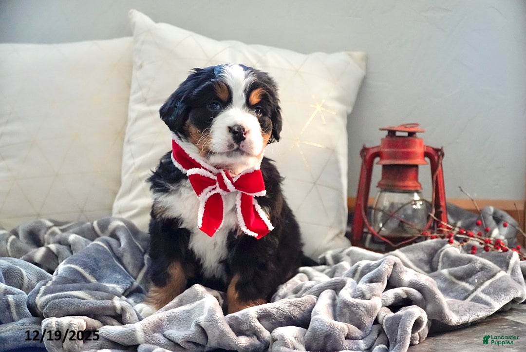 Bernese Mountain Dog dogs for sale: Renee - Ad 5