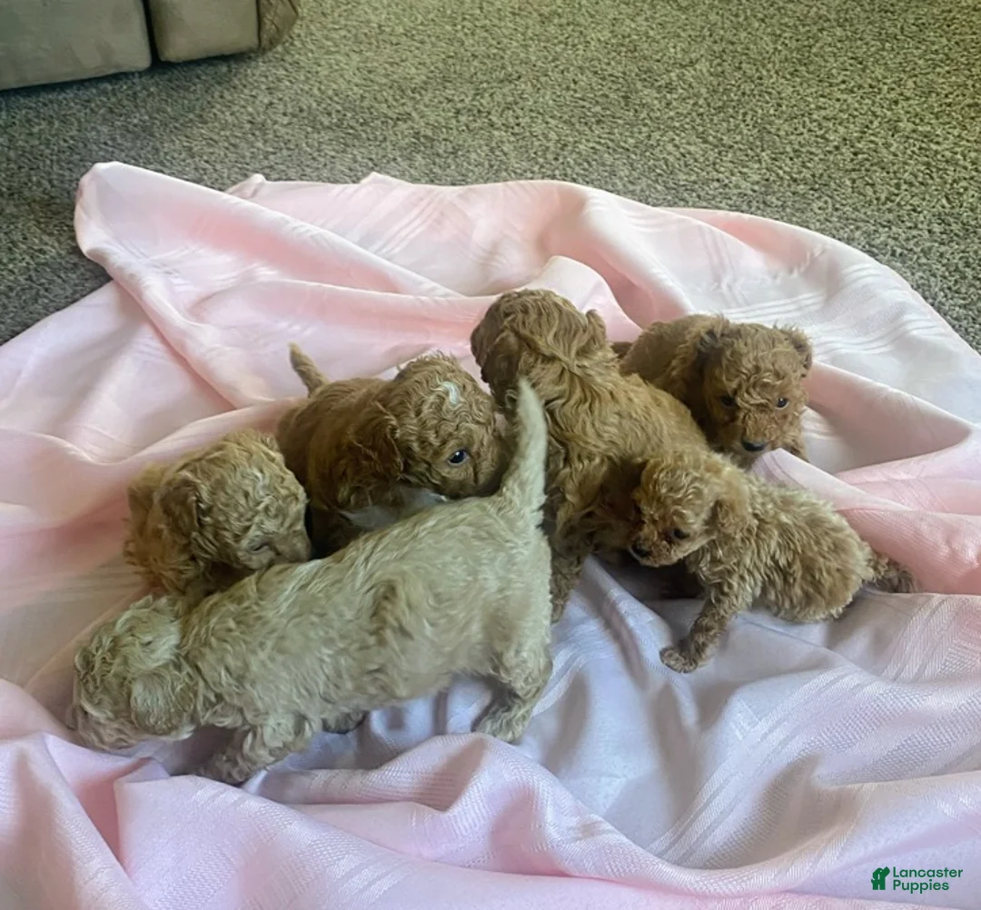 Toy Poodle dogs for sale: LITTLE ARCHIE - Ad 30