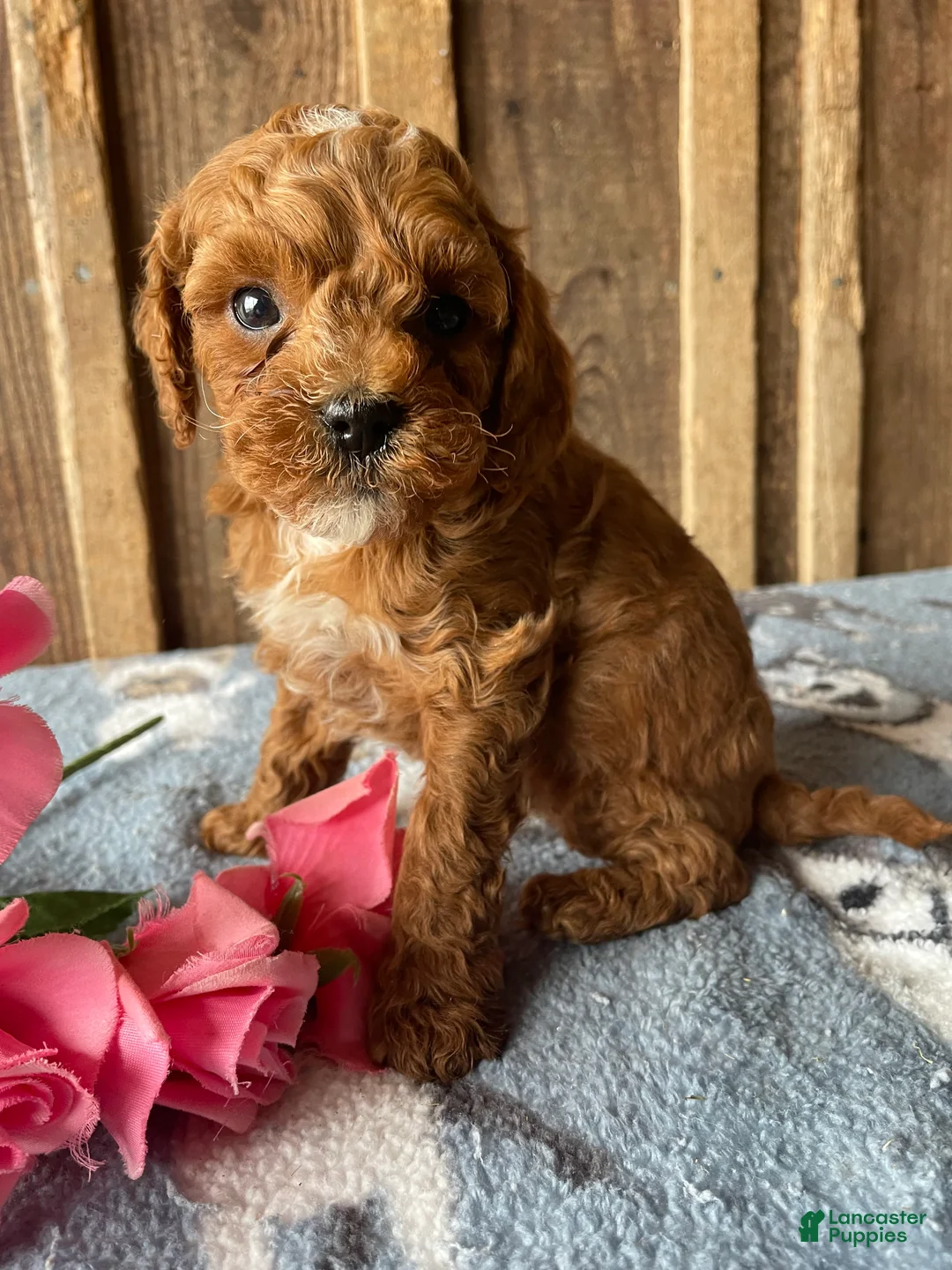 Cavapoo dogs for sale: Georgie - Ad 4