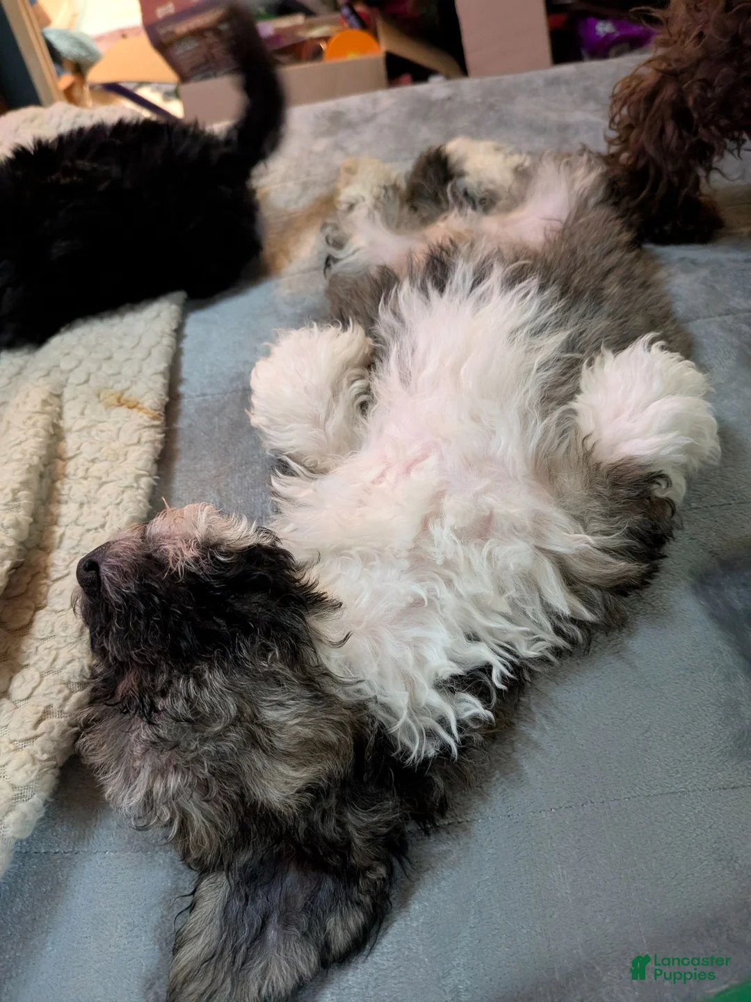 Maltipoo dogs for sale: Bruno - Ad 6