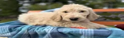 Labradoodle dogs for sale: Clove (Girl) - Ad 4