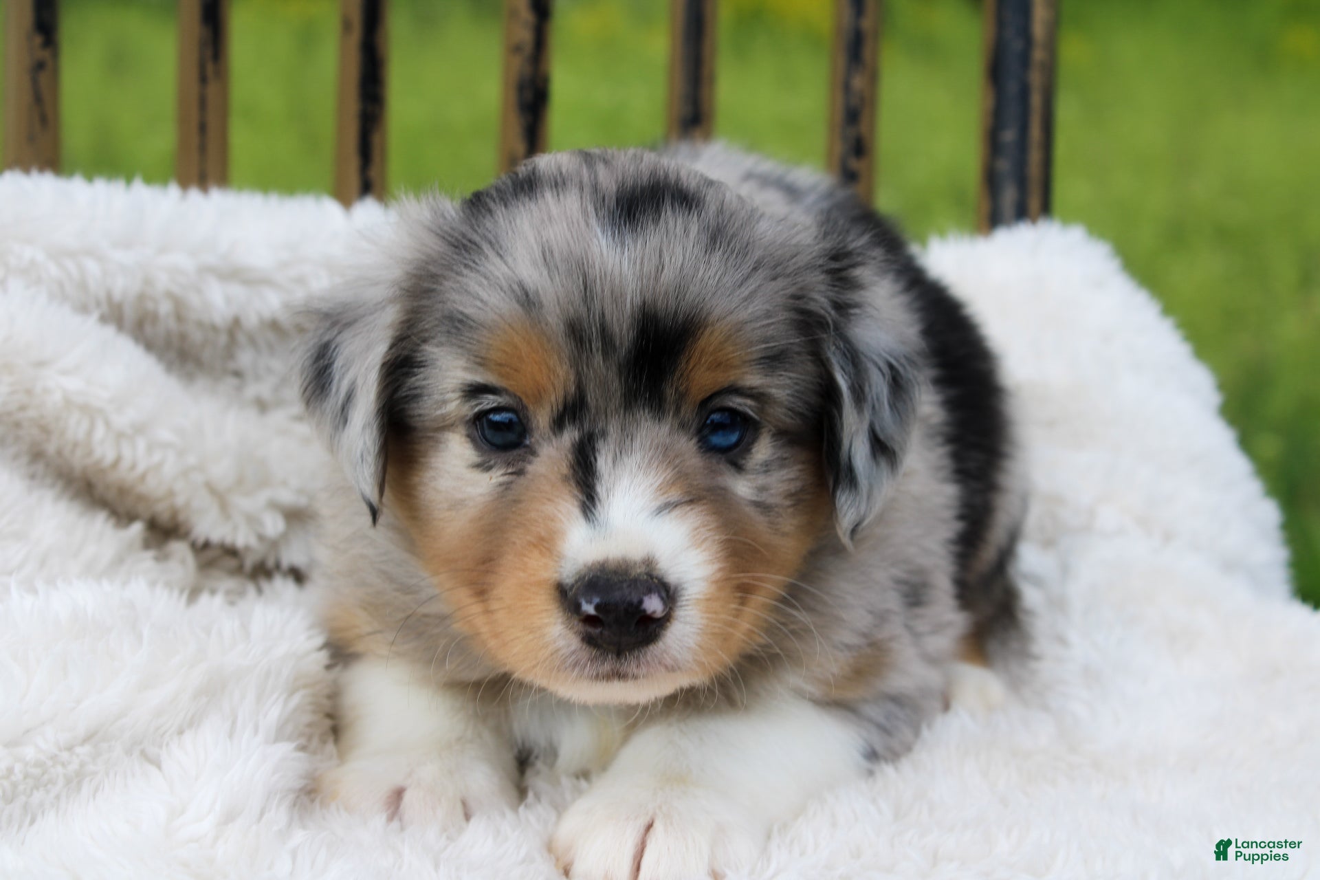 Miniature Australian Shepherd dogs Genesis - Ad 1