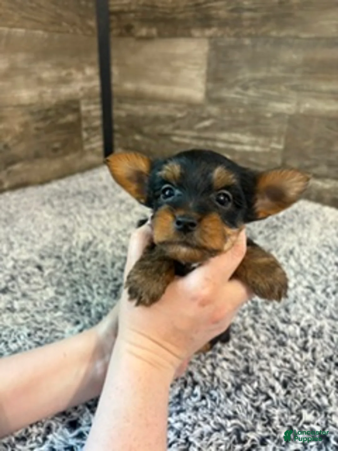 Yorkshire Terrier dogs for sale: Luke - Ad 2