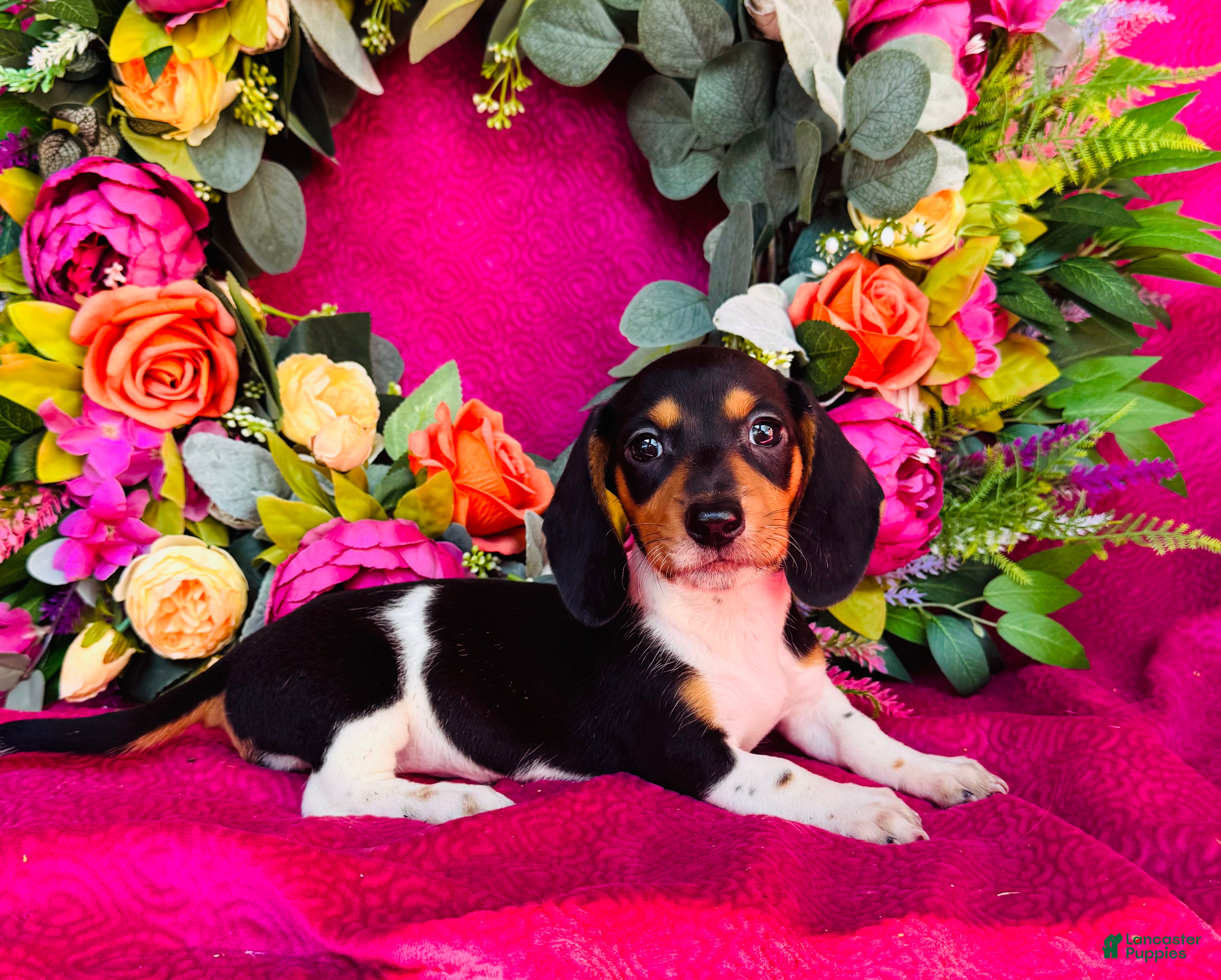 Miniature Dachshund dogs Brandy - Ad 2
