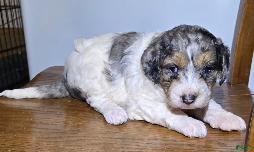 Mini Goldendoodle dogs for sale: Winnie - Ad 6