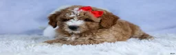 Mini Goldendoodle dogs for sale: 🐾 Meet Neo – F2B Mini Goldendoodle Puppy 🐾 - Ad 12