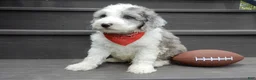 Sheepadoodle dogs for sale: Barney-MEDIUM - Ad 6