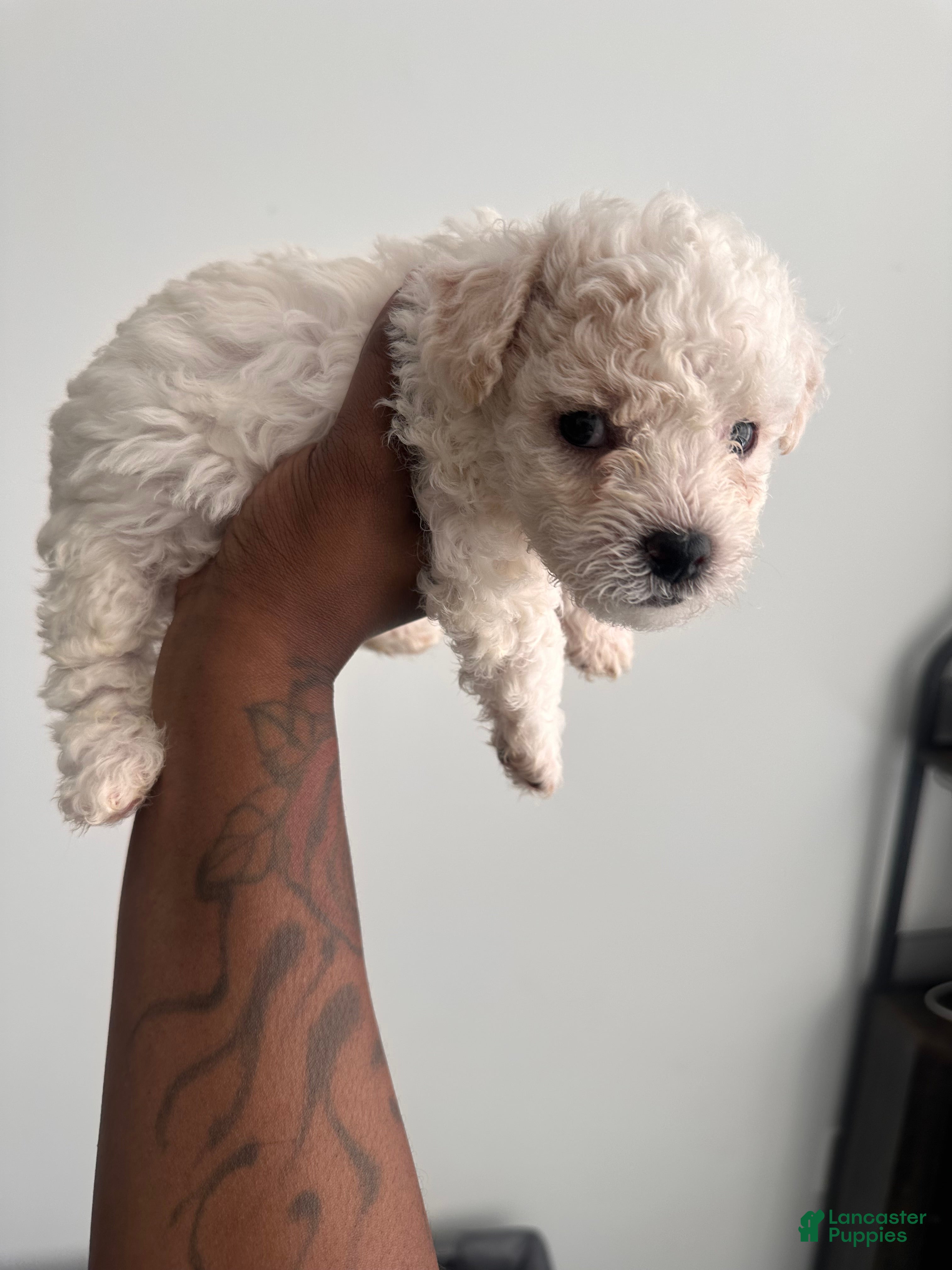 Bichpoo dogs Bichpoo 5 - Ad 4