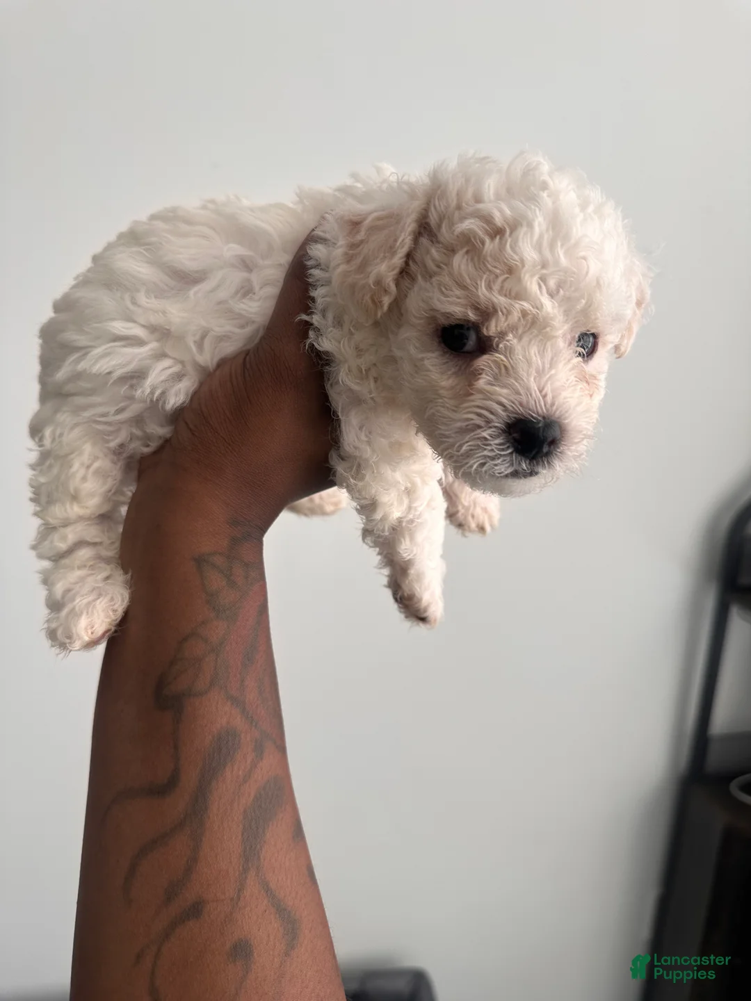 Bichpoo dogs for sale: Bichpoo 5 - Ad 1