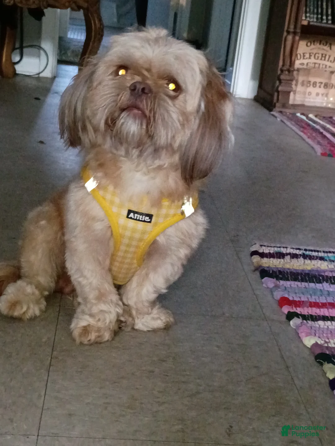 Shih Tzu dogs for stud: Liver dilute chocolate/Blue Shihtzu Stud only CKC - Ad 4