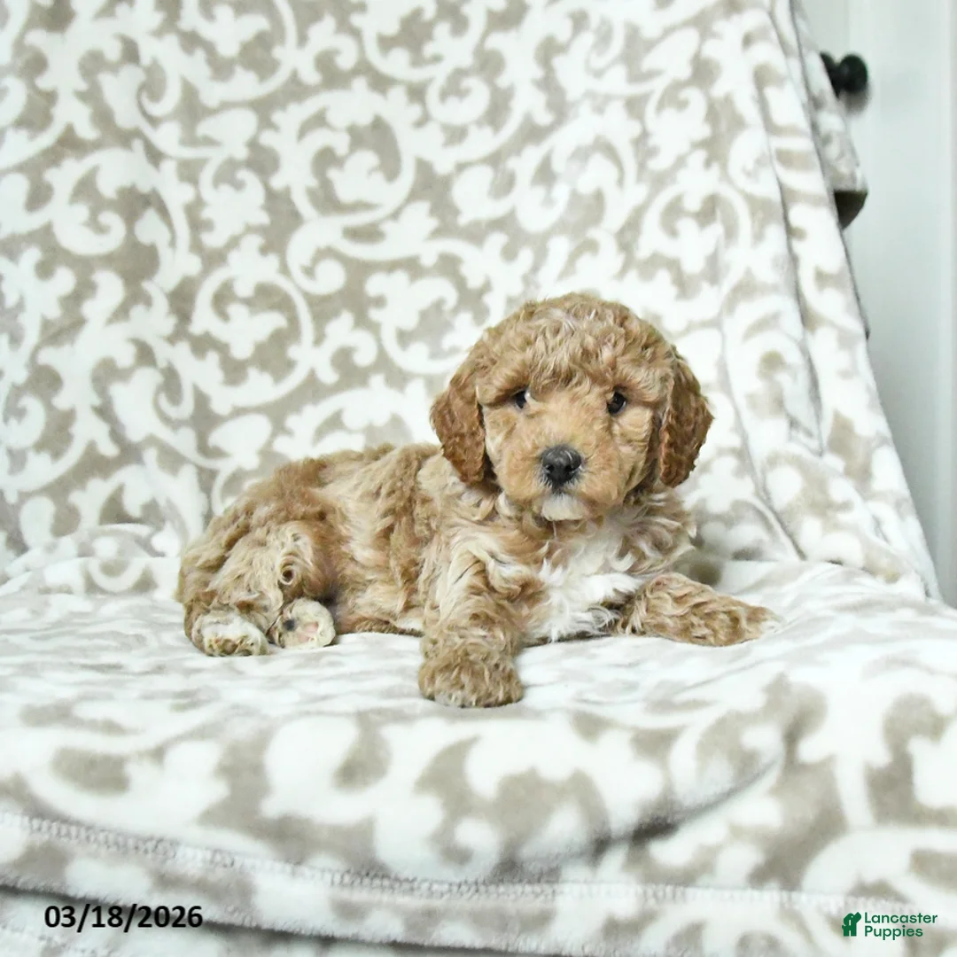 Miniature Poodle dogs for sale: Cookie - Ad 2