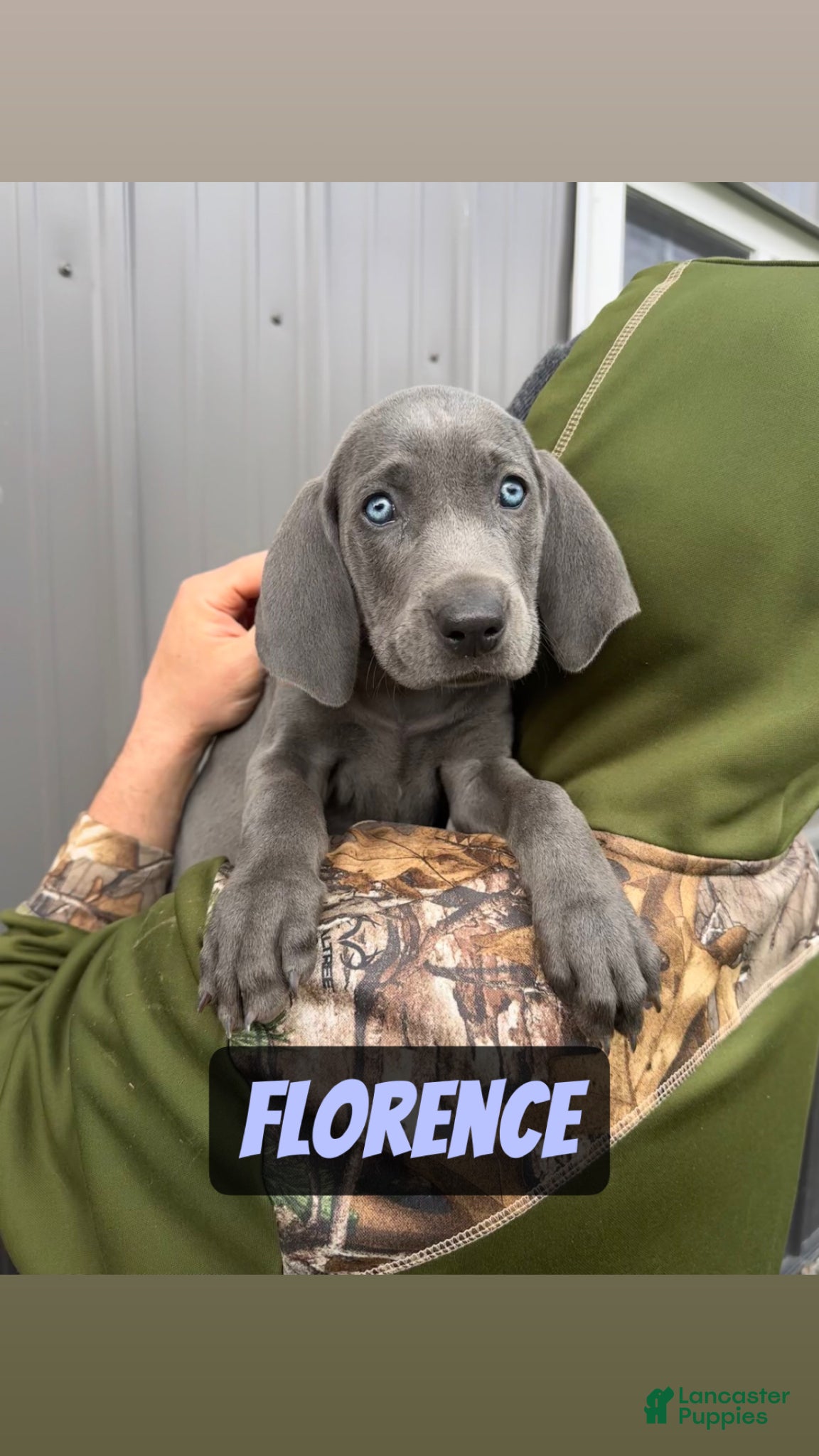 Weimaraner dogs Florence - Ad 1